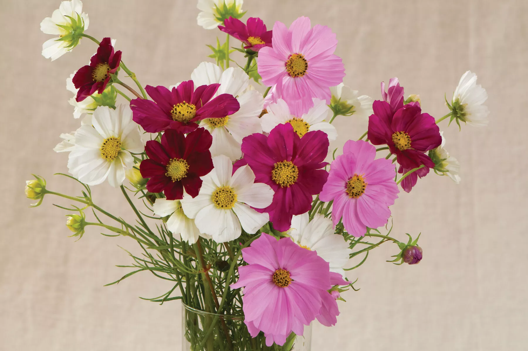 Versailles Mix Cosmos Seed
