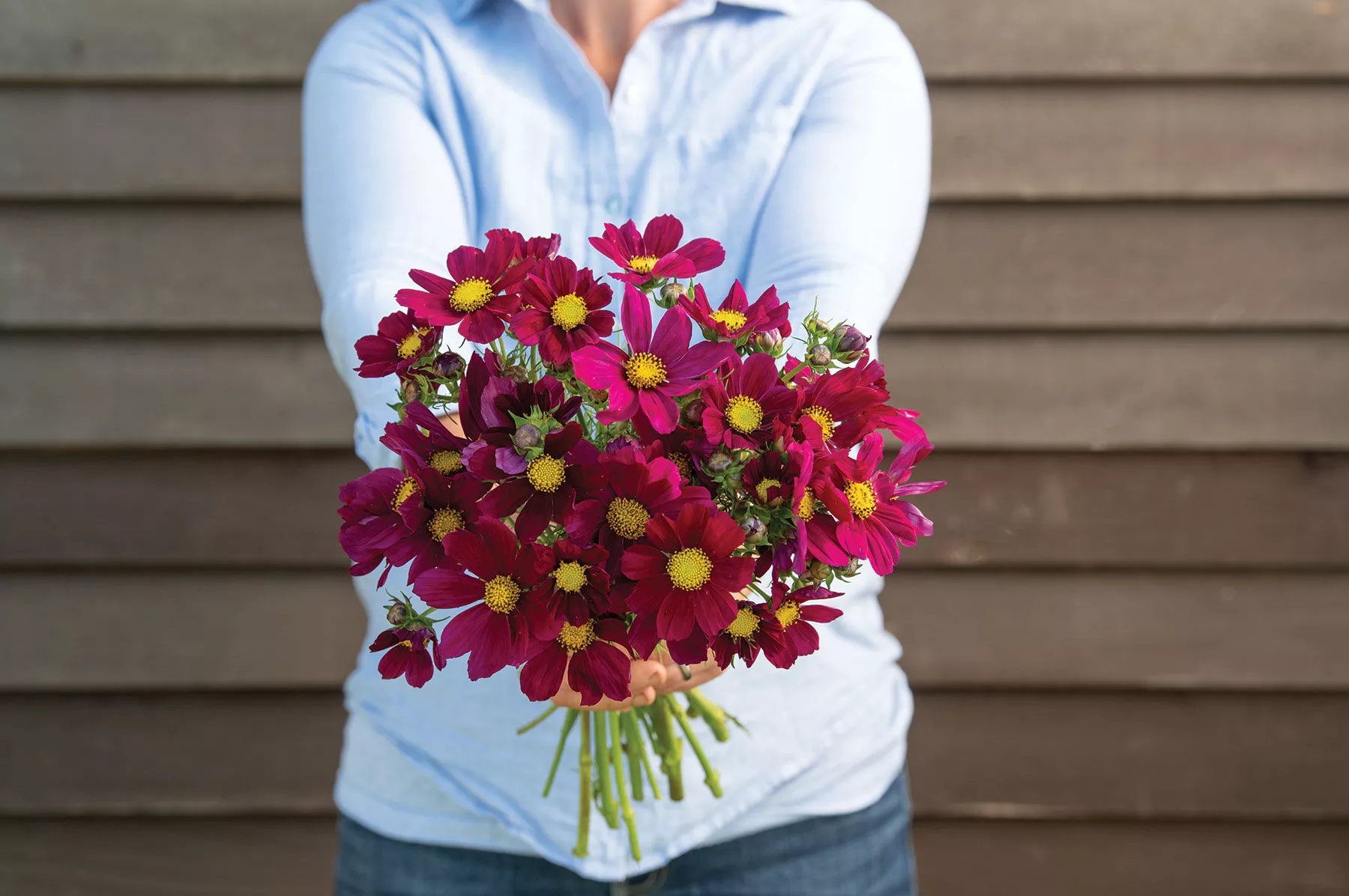 versailles-red-cosmos-seed Versailles Red Cosmos Seed