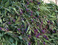 Vervain, Blue (Verbena hastata) seeds, Organic