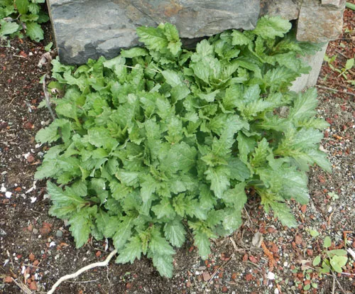 Vervain, European (Verbena officinalis) potted plant, organic