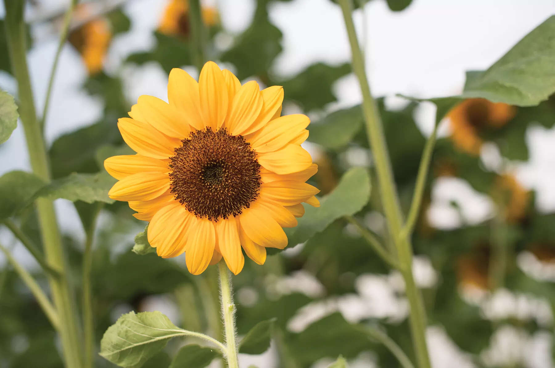 Vincents Choice (F1) Sunflower Seed