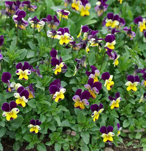 Violet, Heartsease (Johnny-Jump-Up) (Viola tricolor) seeds, organic