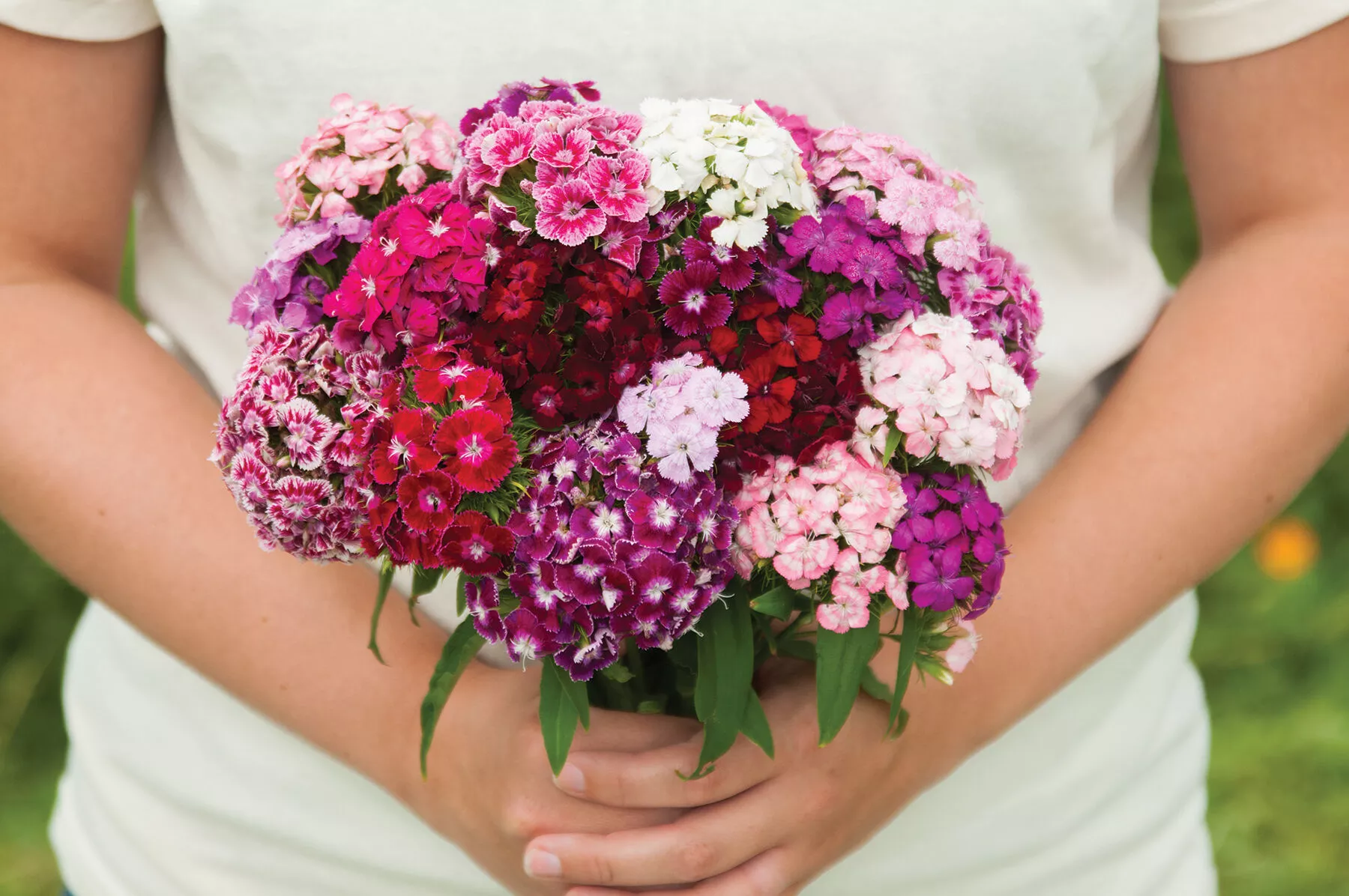 Volcano Mix Organic Dianthus Seed