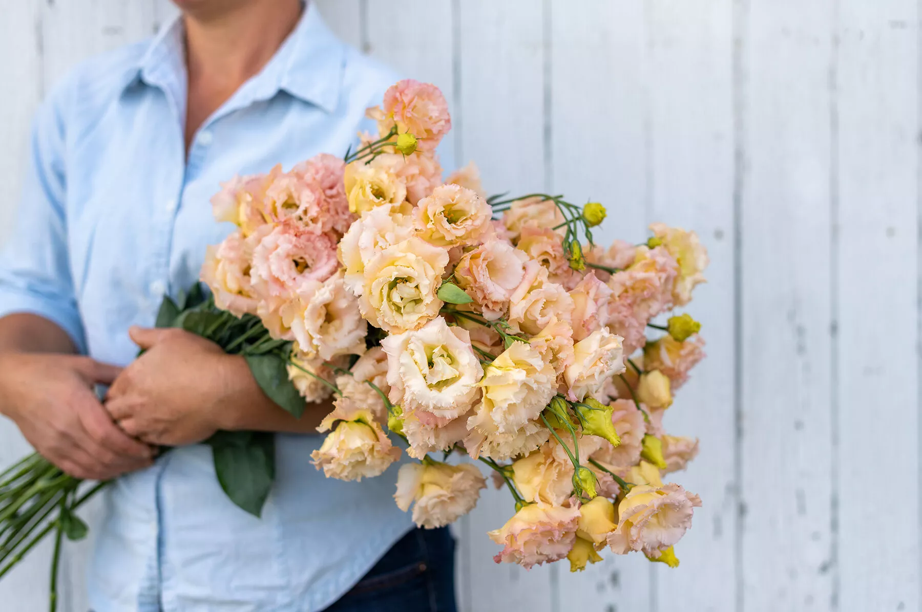 voyage-2-champagne-pelleted-f1-lisianthus Voyage 2 Champagne Pelleted (F1) Lisianthus