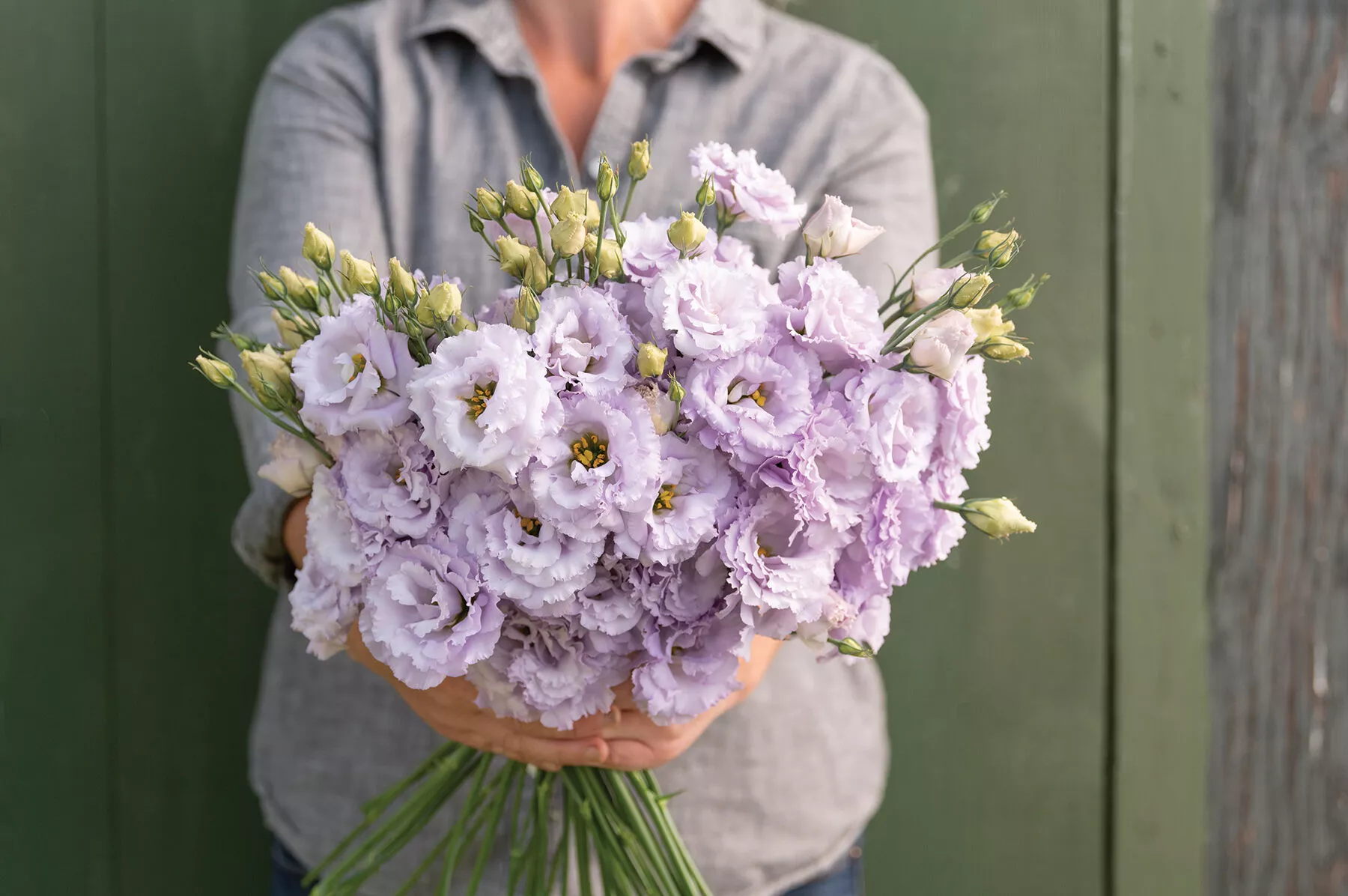voyage-2-lavender-pelleted-f1-lisianthus Voyage 2 Lavender Pelleted (F1) Lisianthus