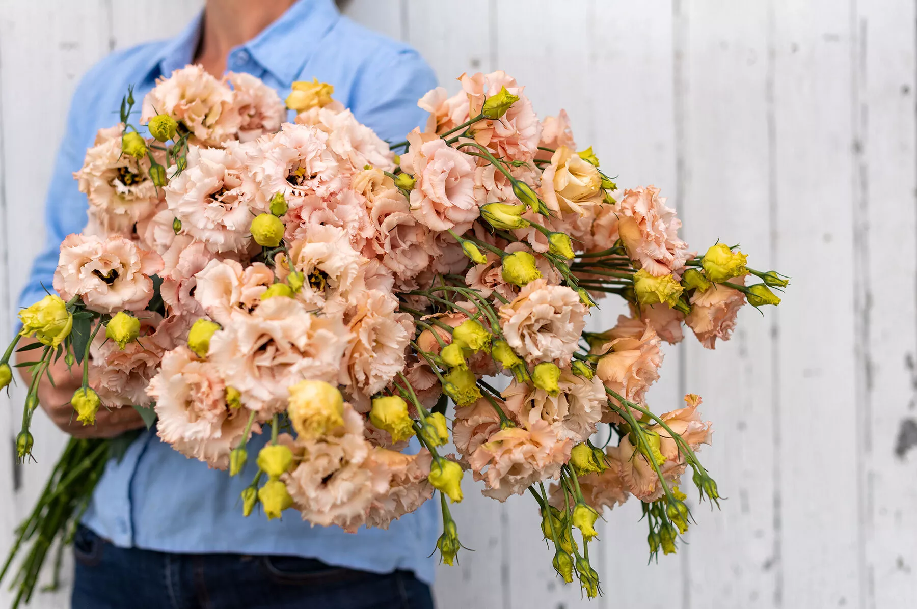 voyage-2-light-apricot-pelleted-f1-lisianthus Voyage 2 Light Apricot Pelleted (F1) Lisianthus