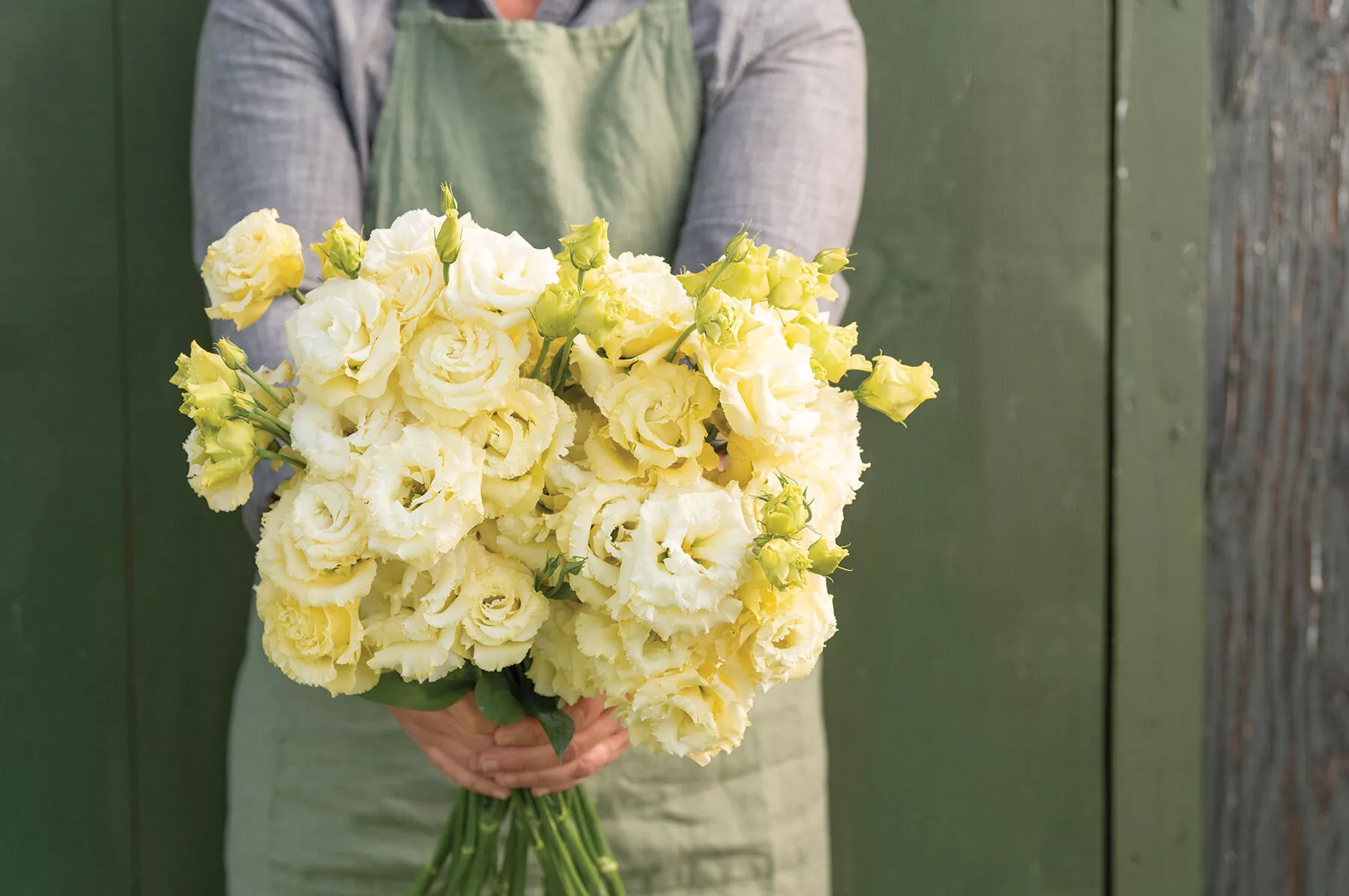 voyage-2-yellow-ii-pelleted-f1-lisianthus Voyage 2 Yellow II Pelleted (F1) Lisianthus