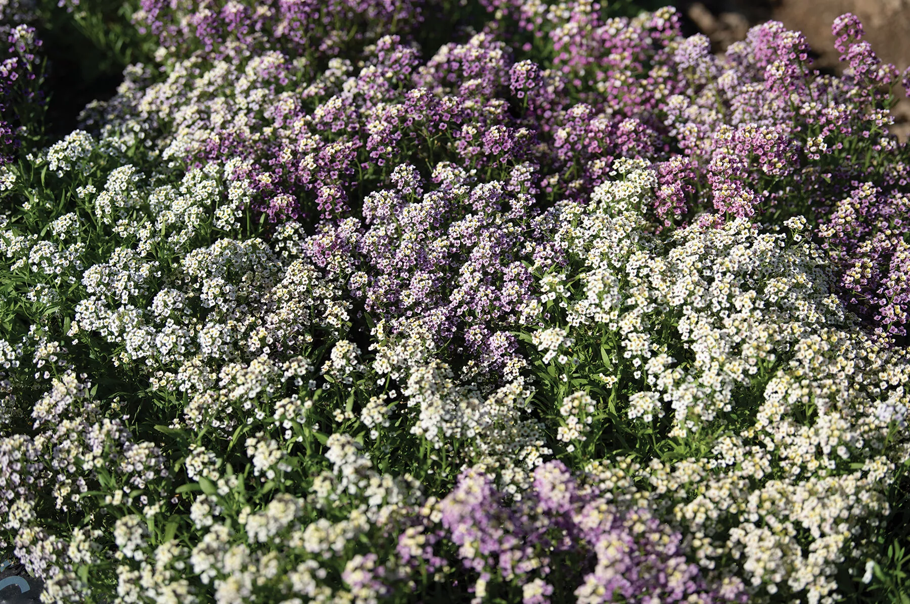 wandering-mixture-alyssum-seed Wandering Mixture Alyssum Seed