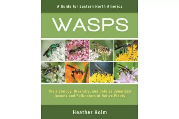 wasps-ships-free ~ Wasps SHIPS FREE