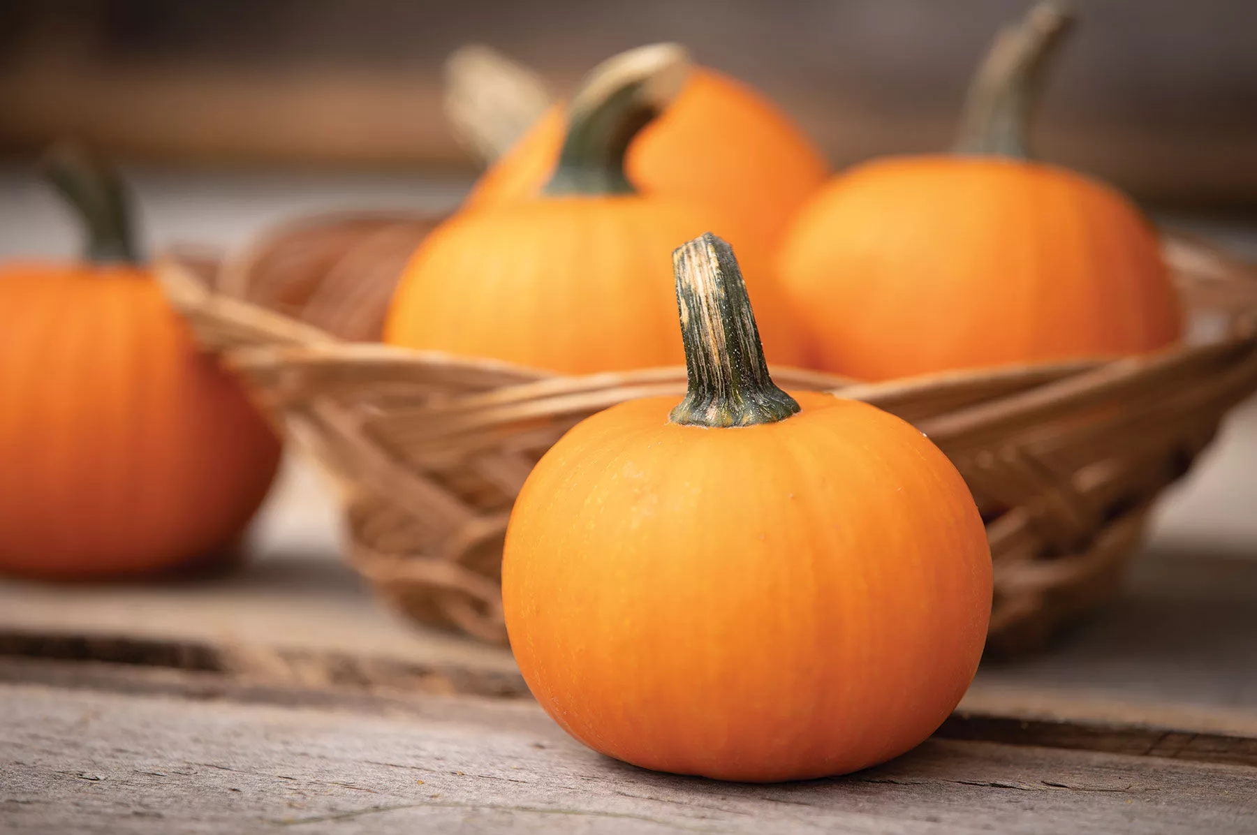 Wee-B-Little Pumpkin Seed