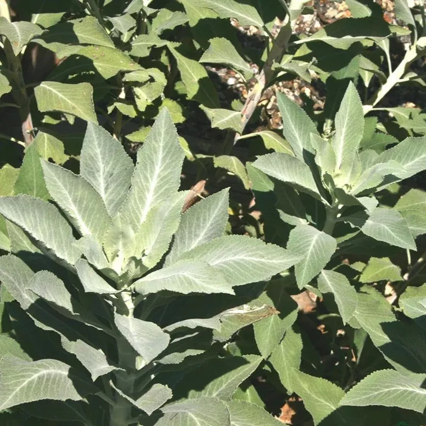 white-sage-herb-seeds White Sage Herb Seeds