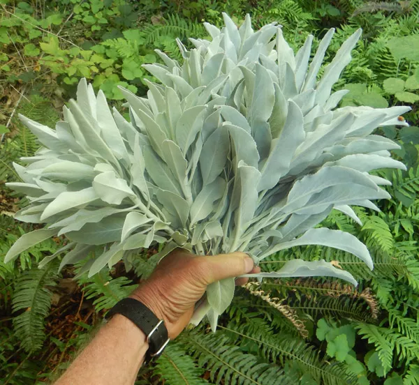 White Sage (Salvia apiana) dried leaf clusters, 20 g bag (4 fronds), Organic