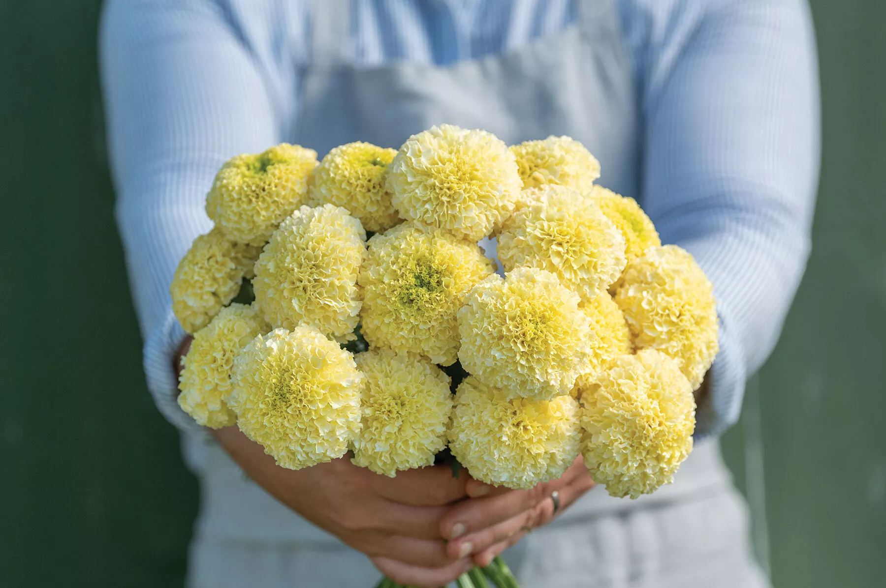 white-swan-f1-marigold-seed White Swan (F1) Marigold Seed