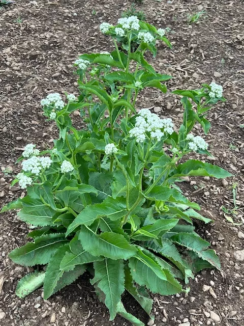 Wild Quinine (Parthenium integrifolium) packet of 50 seeds, organic