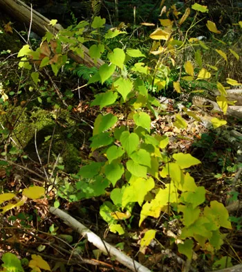Wild Yam, American–villosa (Dioscorea villosa) potted plant, organic