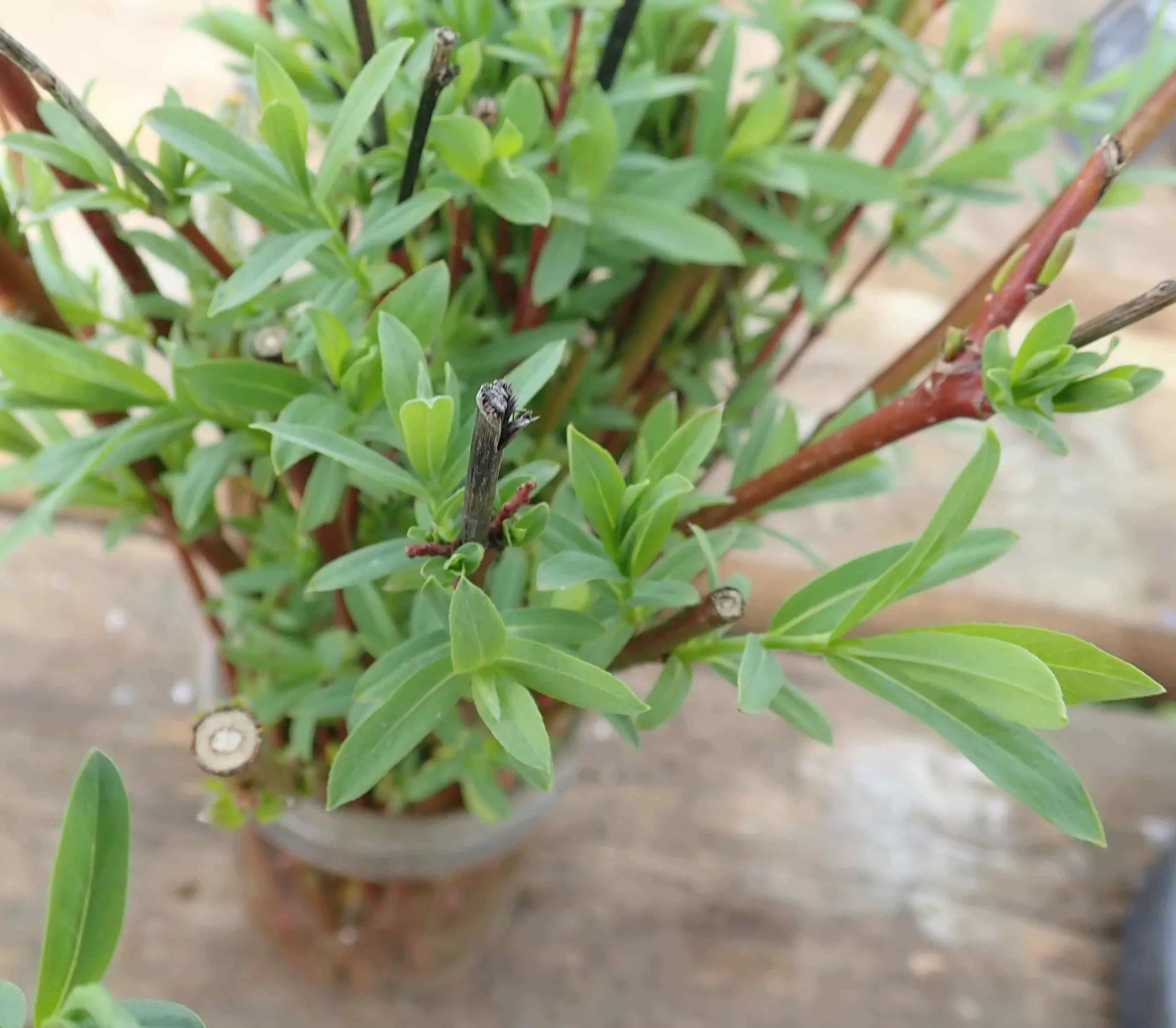 Willow, Purple (Salix purpurea) shrub in a 9 inch pot, Organic