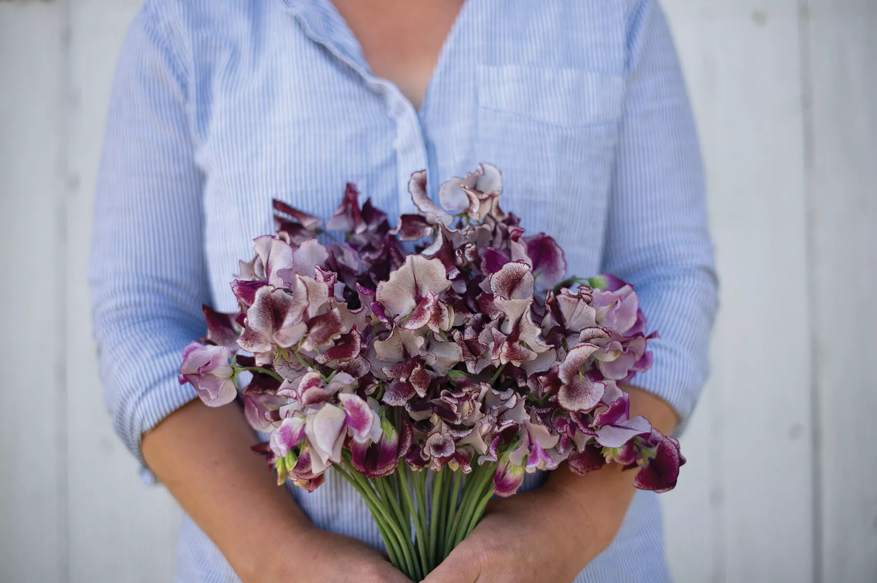 wiltshire-ripple-sweet-pea-seed Wiltshire Ripple Sweet Pea Seed