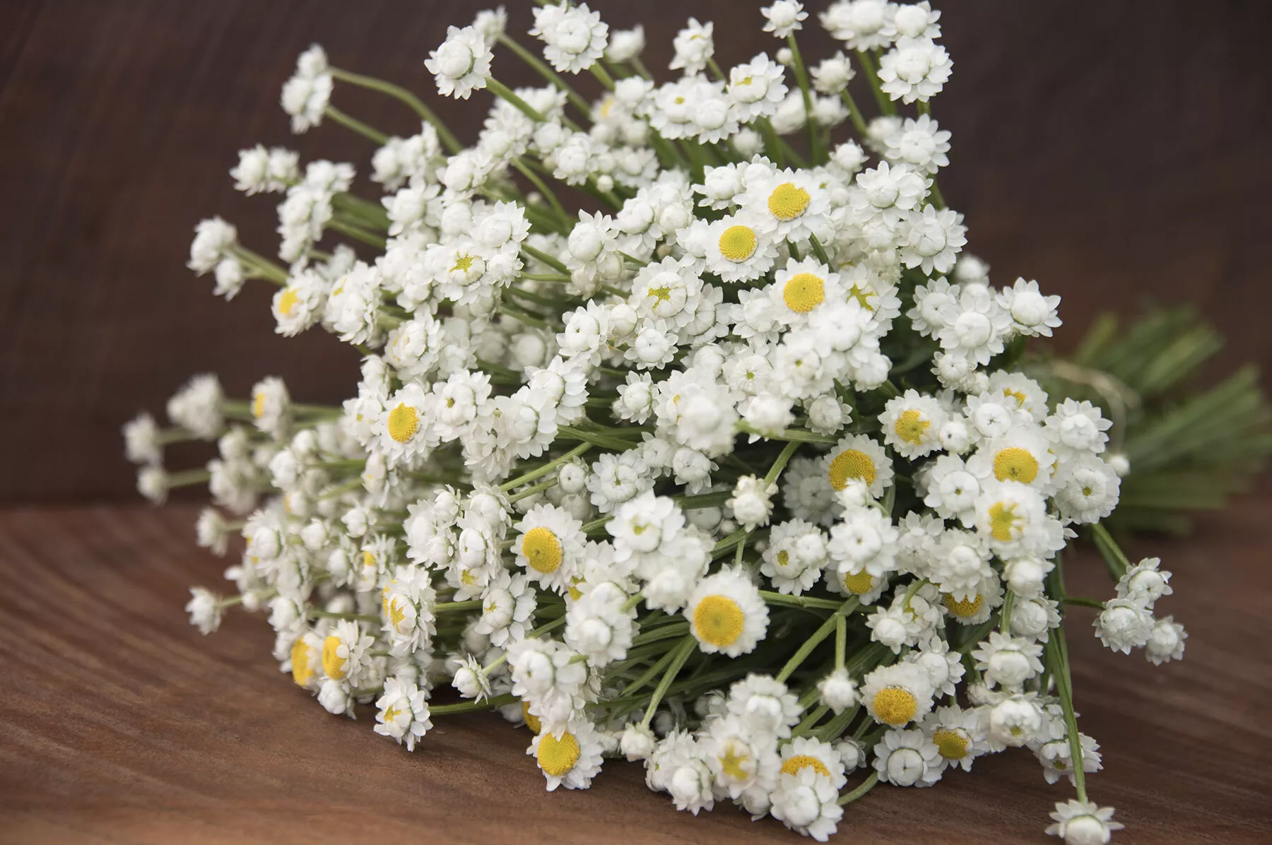 winged-everlasting-ammobium-seed Winged Everlasting Ammobium Seed