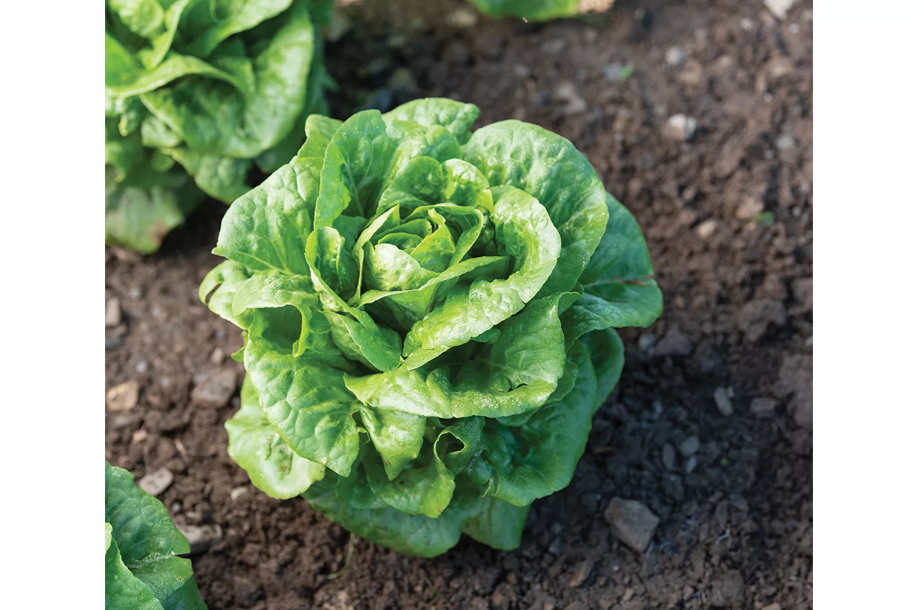 winter-density-organic-lettuce-seed Winter Density Organic Lettuce Seed