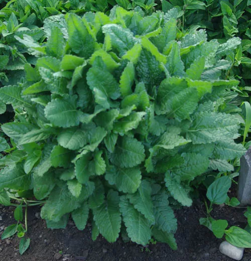 Wood Betony (Stachys officinalis) potted plant, organic