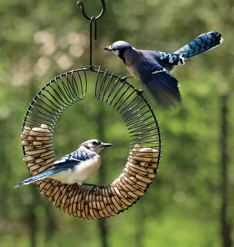 Wreath Peanut Feeder Black