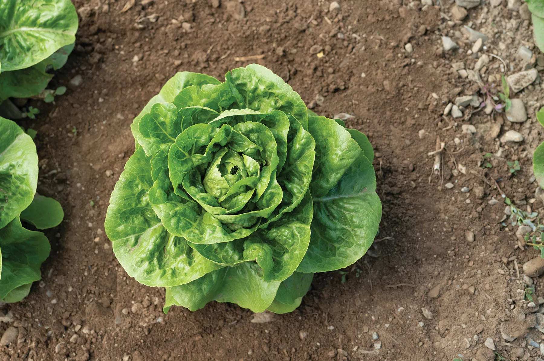xalbadora-organic-pelleted-lettuce-seed Xalbadora Organic Pelleted Lettuce Seed