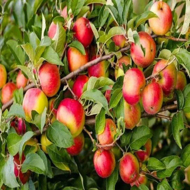 yates-apple-tree Yates Apple Tree