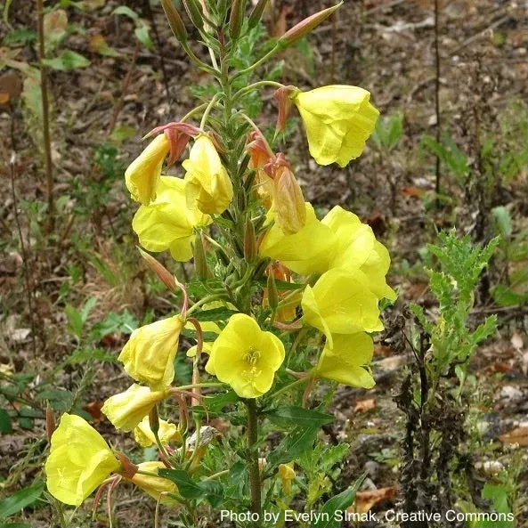 yellow-evening-primrose Yellow Evening Primrose