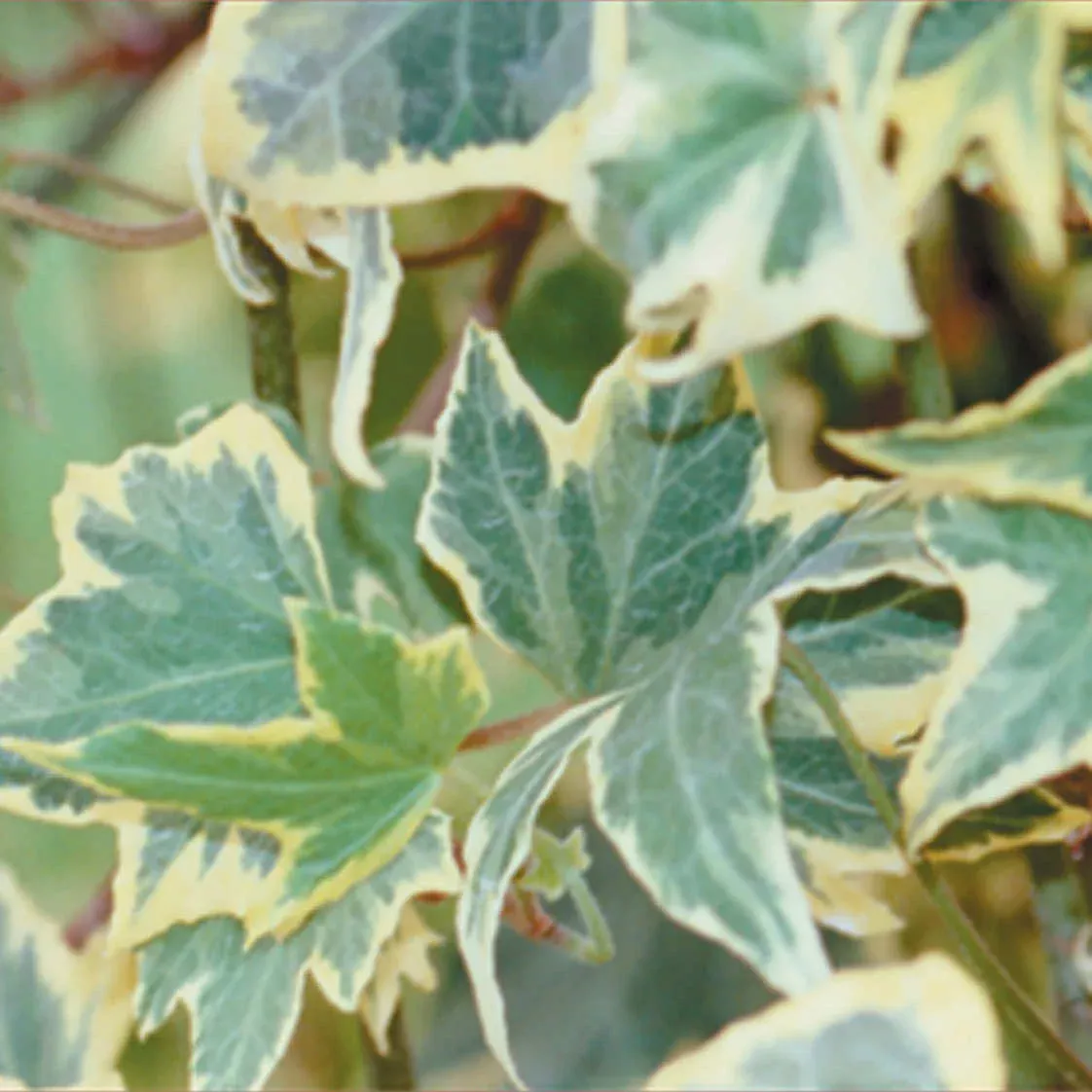 Yellow Ripple Ivy (Hedera)