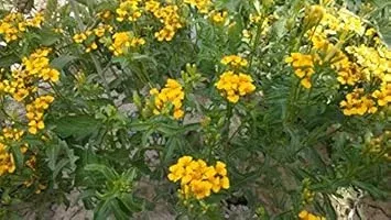 Yellow Tagetes Lemmonii Flower seeds for Planting