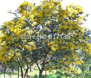 Yellow Wattle Flower seeds for Planting