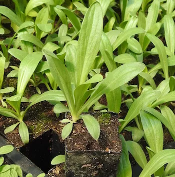 Yerba del Lobo (Helenium hoopesii) potted plant, organic