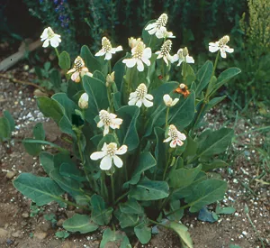 Yerba Mansa (Anemopsis californica), packet of 20 seeds, Organic