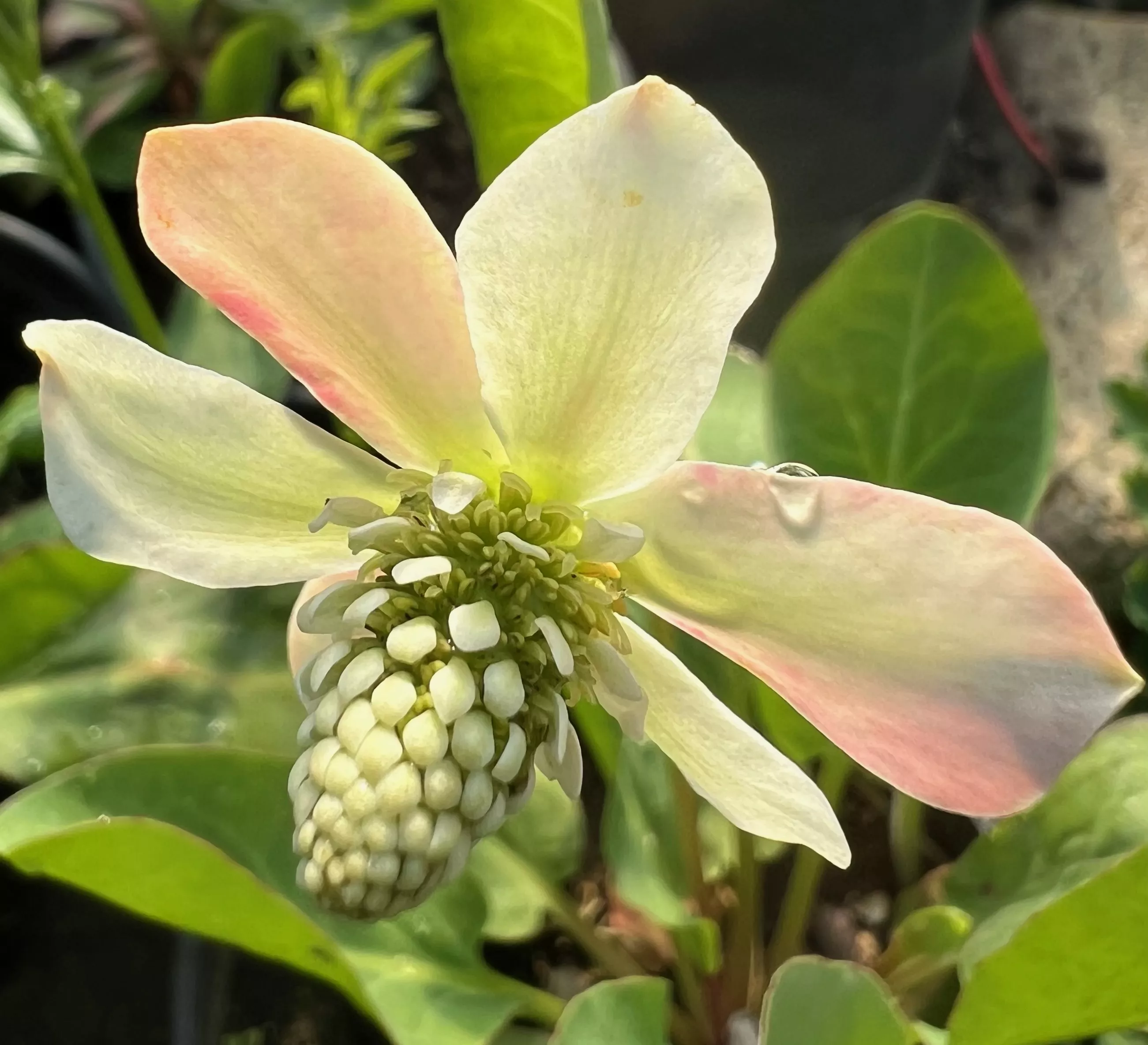 Yerba Mansa (Anemopsis californica) potted plant, organic