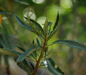 Yerba Santa (Eriodictyon californicum) seeds