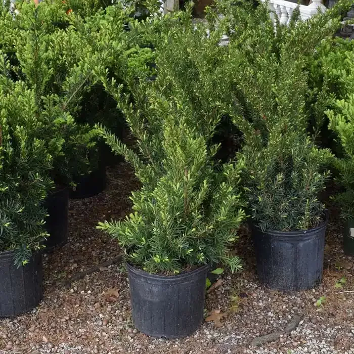 yew-dense-3 Yew Dense 3