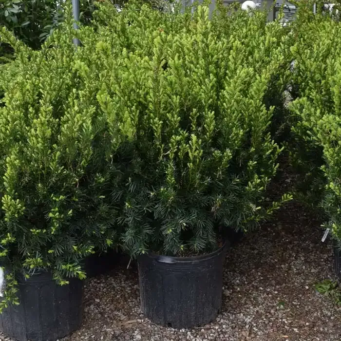 yew-dense-7 Yew Dense 7
