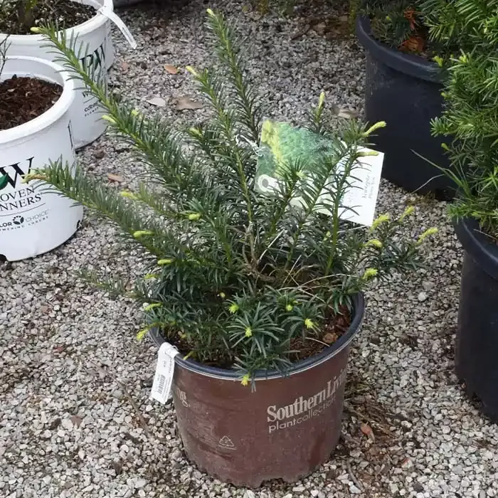 yew-plum-yewtopia-3 Yew Plum Yewtopia 3