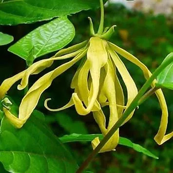Ylang-Ylang Flower seeds for Planting