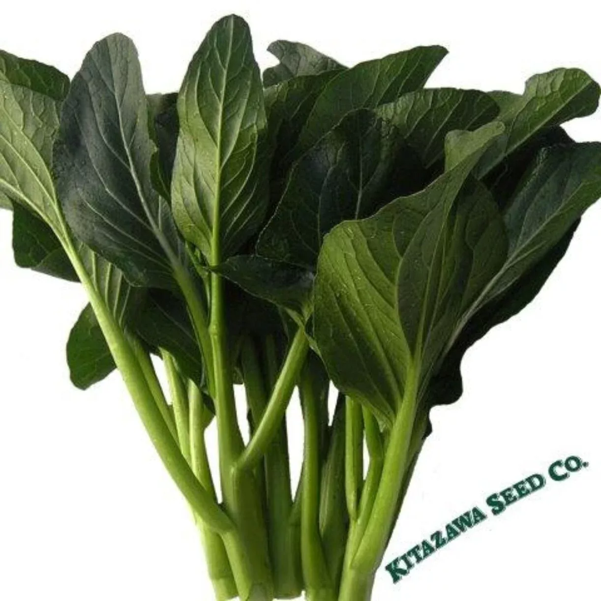 Yu Choy Sum Seeds, Jung Green