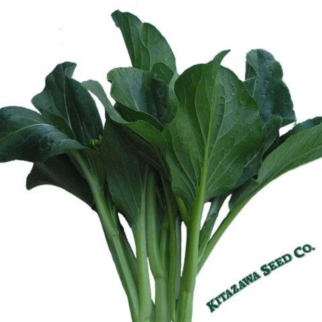 Yu Choy Sum Seeds, Late Green