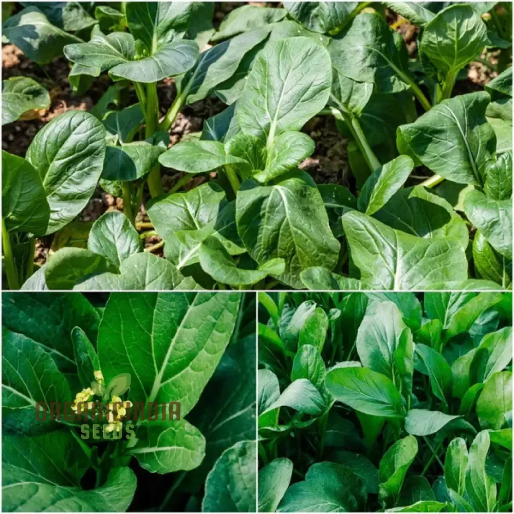 Yu Choy Sum Vegetable Seeds For Planting, Early Green: Expert Tips for Growing Nutritious Greens