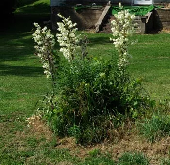 Yucca, Banana (Yucca baccata), packet of 10 seeds