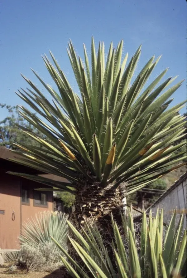 Yucca carnerosana