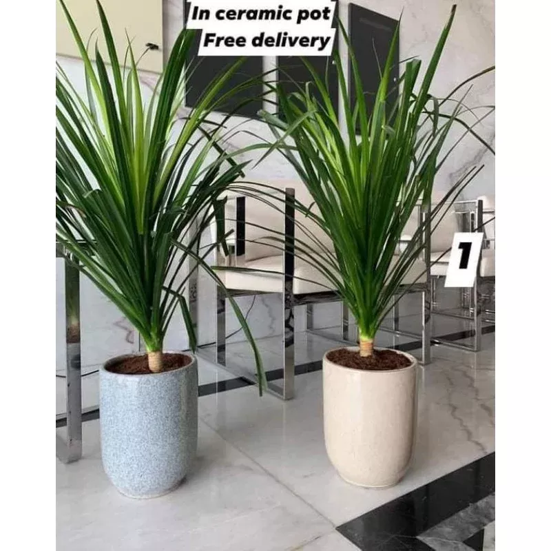 Yucca each Promo