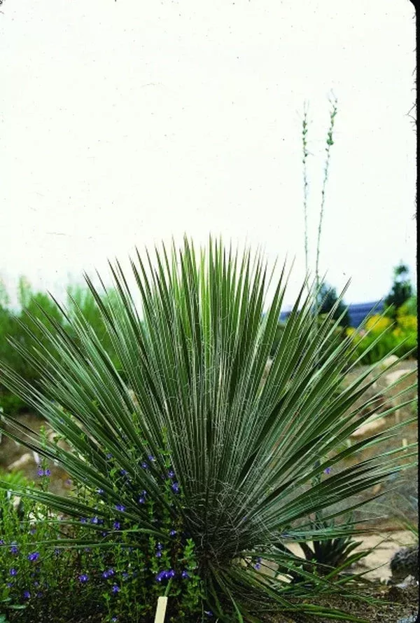 Yucca elata coll. #D09-22