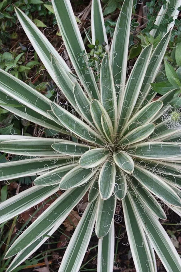 Yucca filamentosa 'Variegata'