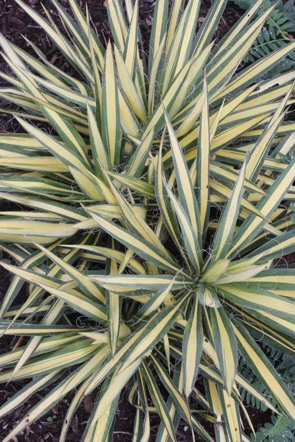 Yucca flaccida 'Gold Heart'
