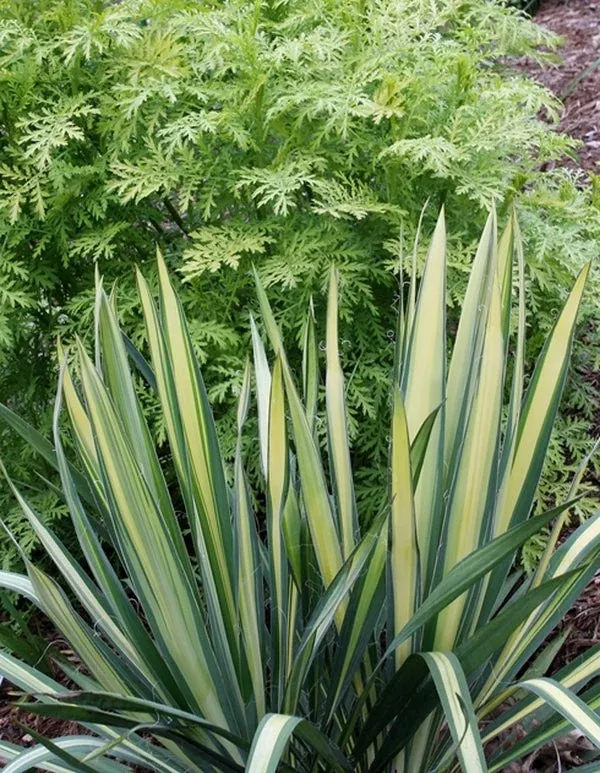 Yucca flaccida 'Golden Sword'