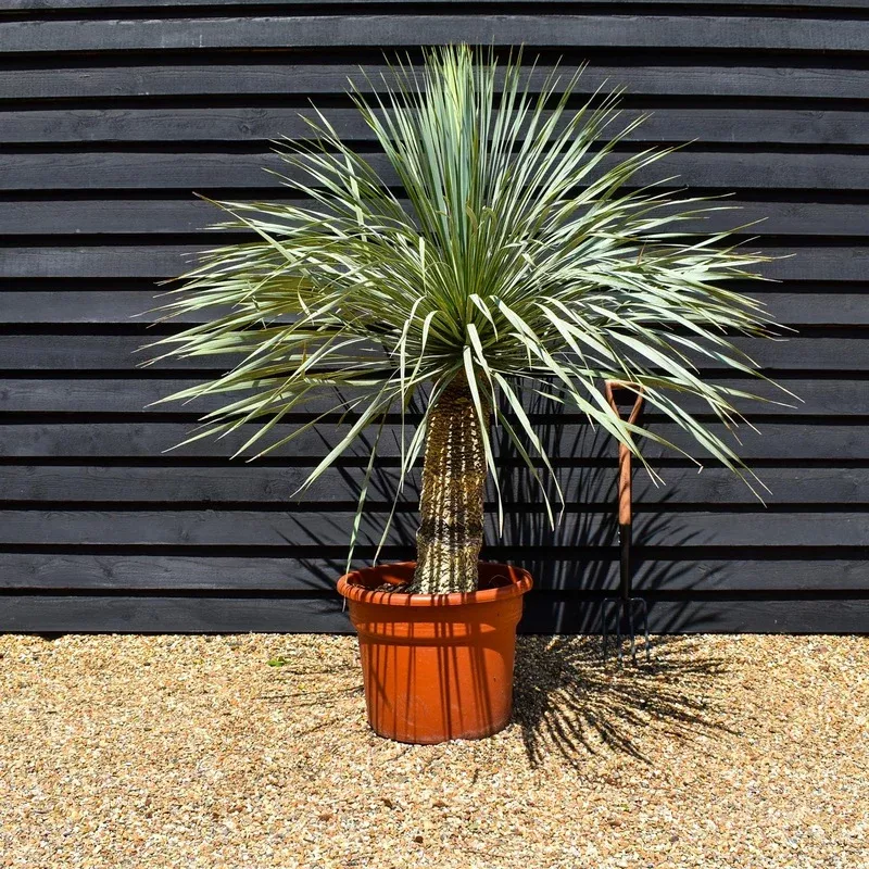 yucca-rostrata-blue-swan-stem-40-50cm-height-120-130cm-45lt Yucca rostrata ‘Blue Swan’ – Stem 40-50cm – Height 120-130cm – 45lt